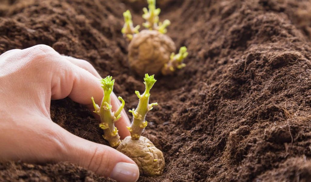 sprouting-potato